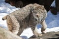 Canadian Lynx