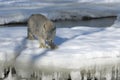 Canadian Lynx in winter