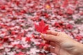 Canadian maple leaf in the hand