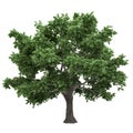 Canadian Maple Tree Isolated