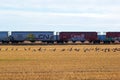 Canadian National train cars in the field with Canada geese