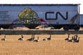 Canadian National train cars in the field with Canada geese