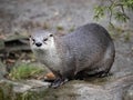 Canadian Otter, Lutra Canadensis, has a wet coat that has just climbed out of the water Royalty Free Stock Photo