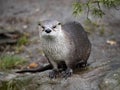 Canadian Otter, Lutra Canadensis, has a wet coat that has just climbed out of the water Royalty Free Stock Photo