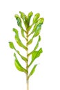 Canadian pondweed Royalty Free Stock Photo