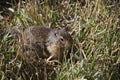 Canadian prairie dog