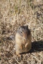 Canadian prairie dog