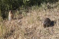 Canadian prairie dogs