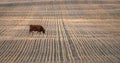 Priarie farm field with cow grazing on harvested land. Royalty Free Stock Photo