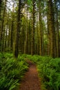 Canadian Rain Forest.