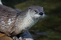 Canadian river otter Royalty Free Stock Photo