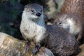 Canadian river otter (Lutra canadensis) Royalty Free Stock Photo