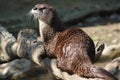 Canadian river otter (Lutra canadensis) Royalty Free Stock Photo