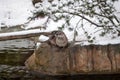 Canadian River Otter (Lutra canadensis) Royalty Free Stock Photo