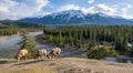 Canadian Rockies Jasper National Park nature scenery. Foraging bighorn sheep ram