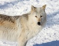 Canadian/Rocky Mountain gray wolf Royalty Free Stock Photo
