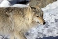 Canadian/Rocky Mountain gray wolf Royalty Free Stock Photo