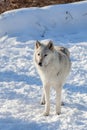 Canadian/Rocky Mountain gray wolf Royalty Free Stock Photo