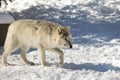 Canadian/Rocky Mountain gray wolf Royalty Free Stock Photo