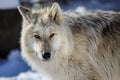 Canadian/Rocky Mountain gray wolf Royalty Free Stock Photo