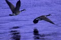 Canadian Snow Geese fly low over purple water Royalty Free Stock Photo