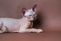 Canadian Sphynx Cat four months old. Studio shot