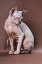 Canadian Sphynx Cat of blue mink and white color on brown background. Female cat 4 months old