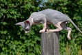 Canadian Sphynx Cat of blue and white color has jumped on pole and is looking down to jump off