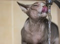 Canadian Sphynx cat drinks water from a kitchen sink tap, sticking out tongue