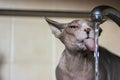 A Canadian Sphynx cat drinks water from a tap, sticking out long tongue. Thirsty