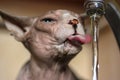 A Canadian Sphynx cat drinks water from a tap, sticking out long tongue. Thirsty