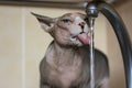 A Canadian Sphynx cat drinks water from a tap, sticking out long tongue. Thirsty