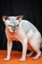 Canadian Sphynx cat. Full length portrait of hairless male cat on black and orange background