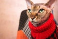 Canadian Sphynx cat with green eyes wearing in a red knit sweater, looking up.