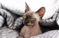 Canadian Sphynx cat looks with narrowed eyes, bald cat muzzle, pet