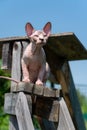 Canadian Sphynx Cat, 4 months old, sitting high on stairs on playground of cattery against blue sky