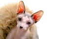 Canadian sphynx cat with natural fur close-up isolated on white background Royalty Free Stock Photo