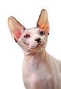 Canadian Sphynx cat portrait close-up isolated on white background Royalty Free Stock Photo