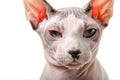 Canadian Sphynx cat portrait close-up isolated on white background Royalty Free Stock Photo