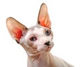 Canadian Sphynx cat portrait with graceful turn of head isolated on white background