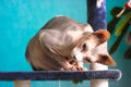 Canadian Sphynx cat is sitting on a scratching post in funny pose. A bald kitty.