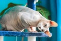 Canadian Sphynx cat is sitting on a scratching post in funny pose.