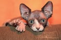 Canadian sphynx kitten