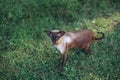 The Canadian Sphynx walks on the grass in sunny weather. View of the naked cat for a walk.