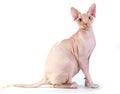 Canadian sphynx on the white background