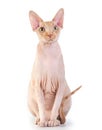 Canadian sphynx on the white background