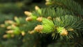 The Canadian spruce or Christmas tree is an evergreen tree plant belonging to the pine family. Light young shoots grow on dark Royalty Free Stock Photo