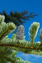 The Canadian spruce or Christmas tree is an evergreen tree plant belonging to the pine family. Light young shoots grow Royalty Free Stock Photo