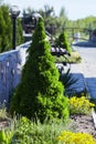 Canadian spruce conic, beautiful green tree close-up