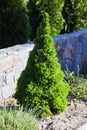 Canadian spruce conic, beautiful green tree close-up Royalty Free Stock Photo